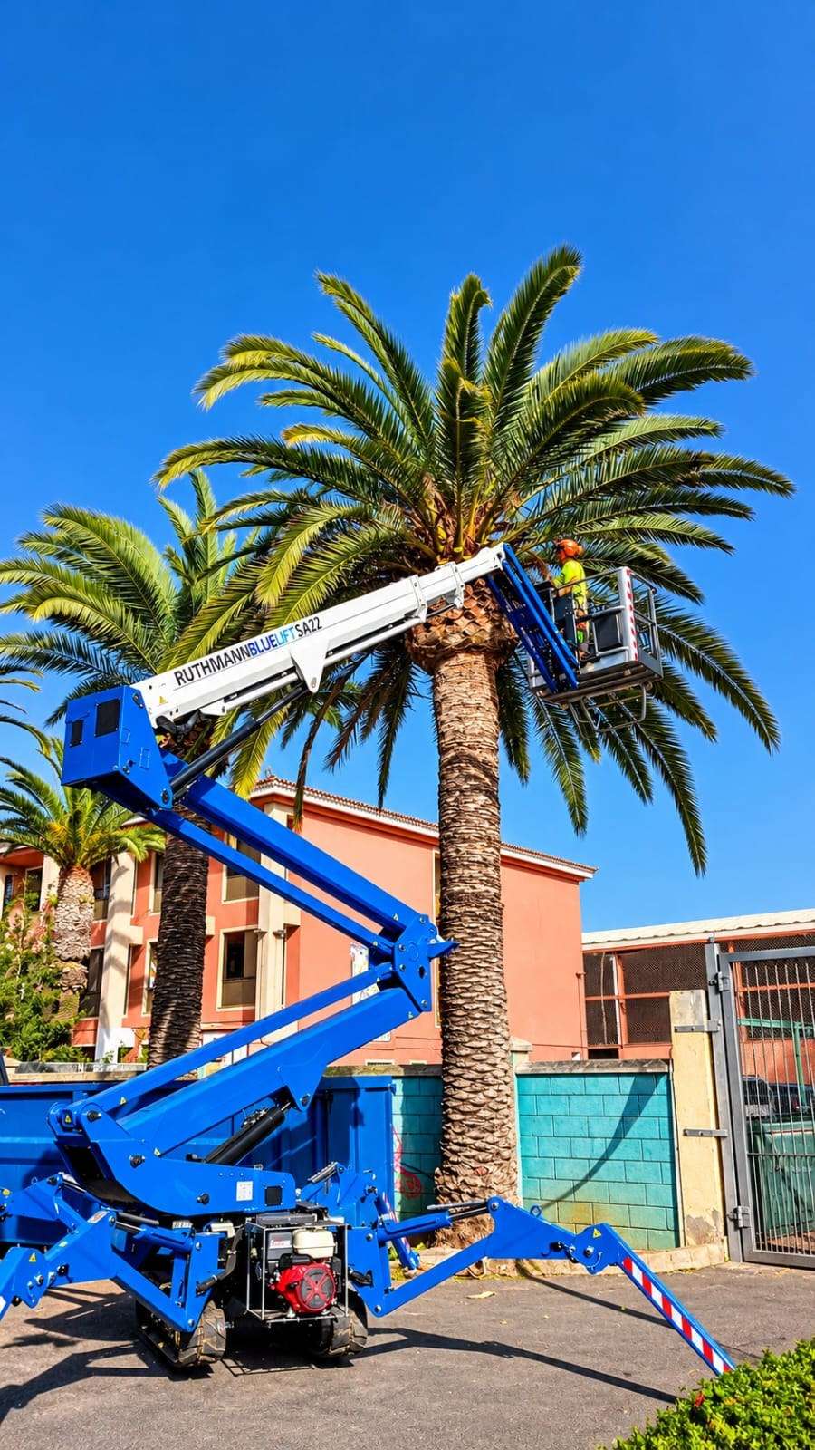 Poda de una palmera desde una plataforma elevadora azul.