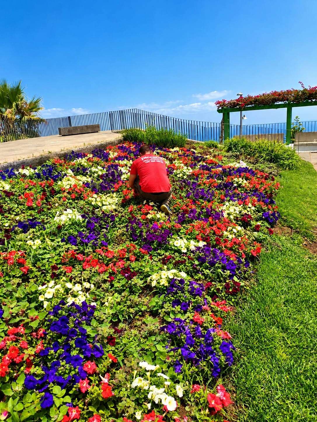Jardinero de Picconia plantando un parterre de flores rojas, blancas y moradas.