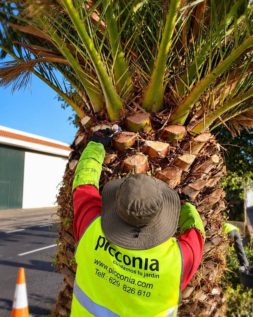 Operario con chaleco de alta visibilidad de Picconia podando el tronco de una palmera junto a una acera.