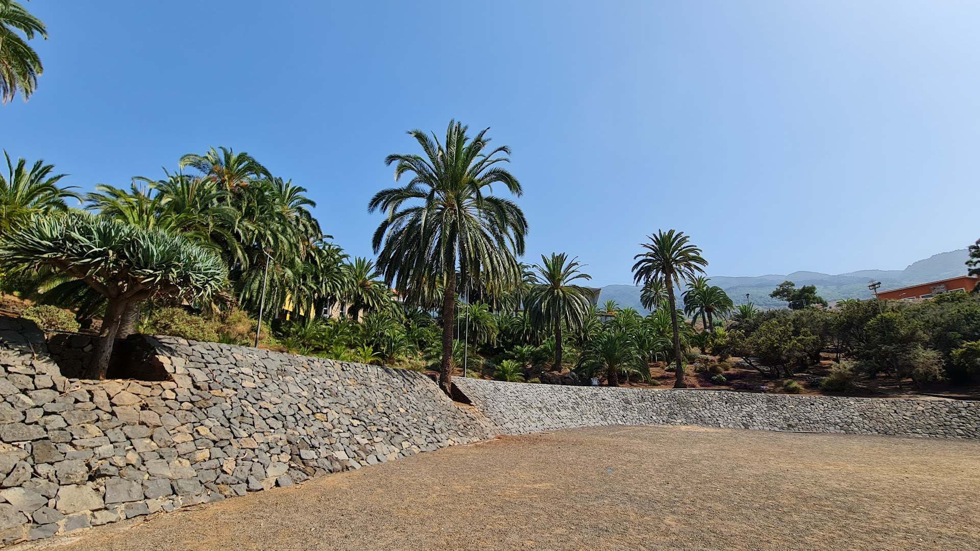 Muro de mampostería de piedra volcánica y paseo de tierra en el parque El Pinar, con palmeras canarias y un drago.