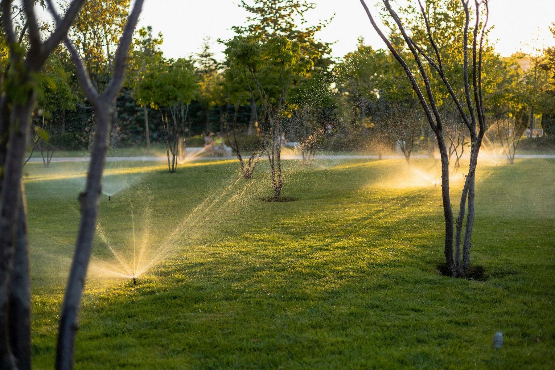Aspersores regando el césped de un parque arbolado al atardecer.
